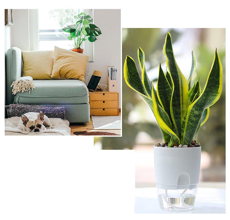 Self Watering Transparent Planter Container With Detachable Inner Basin